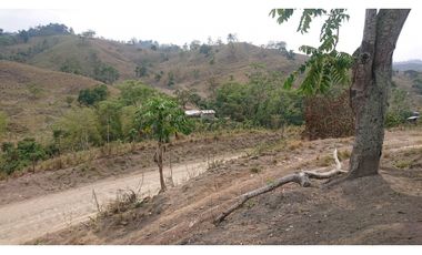 Se Vende Finca 180 Cuadras Sector La Morena Flavio Alfaro