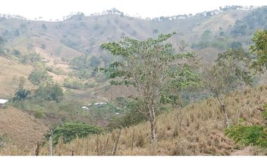 Se Vende Finca 180 Cuadras Sector La Morena Flavio Alfaro