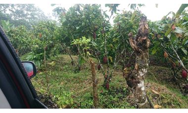 Se Vende 357 Has De Hacienda Productiva Quinindé