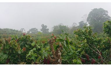 Se Vende 357 Has De Hacienda Productiva Quinindé