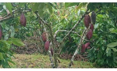 Se Vende 357 Has De Hacienda Productiva Quinindé