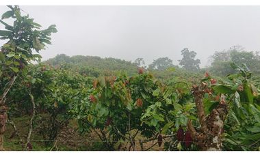 Se Vende 357 Has De Hacienda Productiva Quinindé