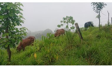 Se Vende 357 Has De Hacienda Productiva Quinindé