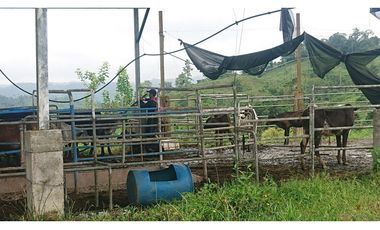 Se Vende 357 Has De Hacienda Productiva Quinindé