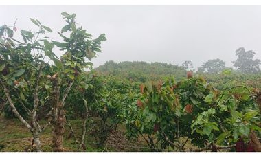 Se Vende 357 Has De Hacienda Productiva Quinindé