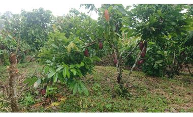 Se Vende 357 Has De Hacienda Productiva Quinindé