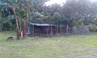 SE VENDE  FINCA PLANA CON CASA y CON GALERA PARA 2500 AVES 2 HECTREAS