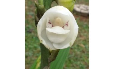 CERRO AZUL / FINCA CON 2 CABAÑAS TURISTICAS /  1,172 M2