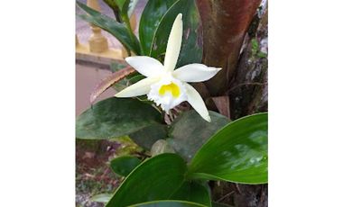 CERRO AZUL / FINCA CON 2 CABAÑAS TURISTICAS /  1,172 M2