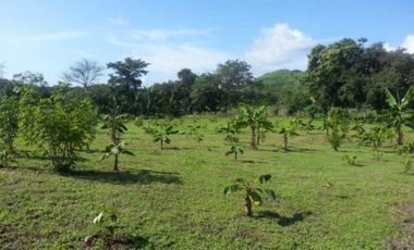 FINCA  CON  3 CASAS / A LA ORILLA DEL RIO / CHAME  / 5 HECTREAS