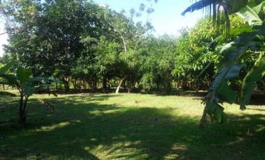 FINCA  CON  3 CASAS / A LA ORILLA DEL RIO / CHAME  / 5 HECTREAS