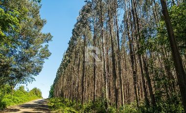 CAMPO FORESTAL DE 67 HA EN REUMÉN