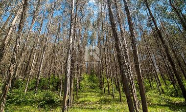 CAMPO FORESTAL DE 67 HA EN REUMÉN