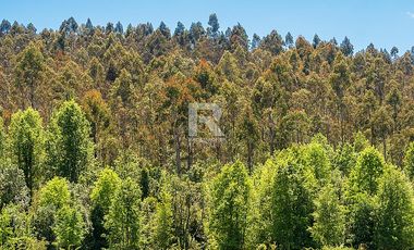 CAMPO FORESTAL DE 67 HA EN REUMÉN