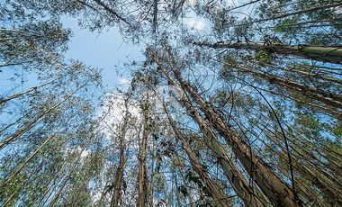 CAMPO FORESTAL DE 67 HA EN REUMÉN