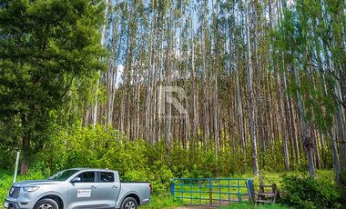 CAMPO FORESTAL DE 67 HA EN REUMÉN