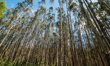 CAMPO FORESTAL DE 67 HA EN REUMÉN