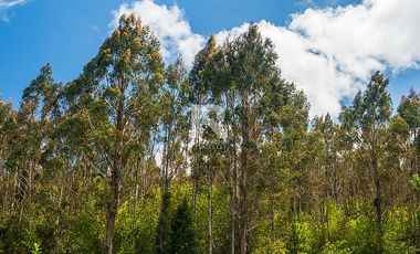 CAMPO FORESTAL DE 67 HA EN REUMÉN