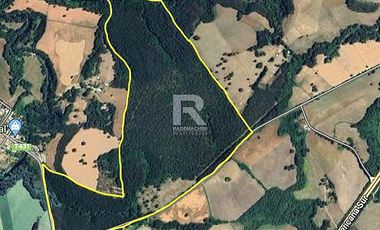 CAMPO FORESTAL DE 67 HA EN REUMÉN
