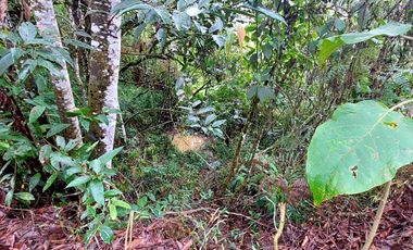 Se vende finca vereda la asuncion,marinilla