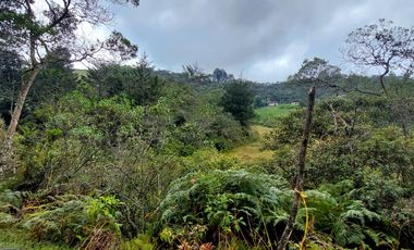 Se vende finca vereda la asuncion,marinilla