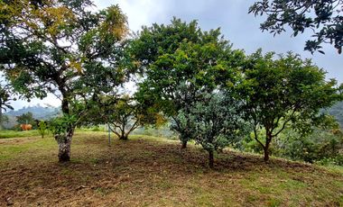 Se vende finca vereda la asuncion,marinilla