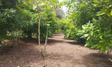 Se vende finca en alto del mercado,marinilla