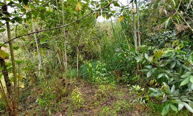 Se vende finca vereda cascajo arriba,marinilla