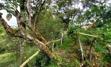 Se vende finca vereda cascajo arriba,marinilla