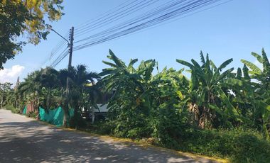 Land for sale in Nong Chom, Chiang Mai