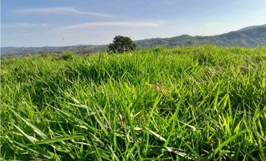 VENDO.FINCA DE 119 Hectareas Planas