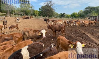 Rancho en Venta en Aldama
