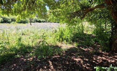 Casa y Parcela de 1 Hectárea en sector San Antonio Encina