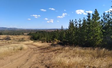 Parcela de 31 Hectàreas en Chimàvida, a 15 Kms de Cauquenes
