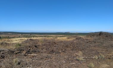 Parcela de 31 Hectàreas en Chimàvida, a 15 Kms de Cauquenes
