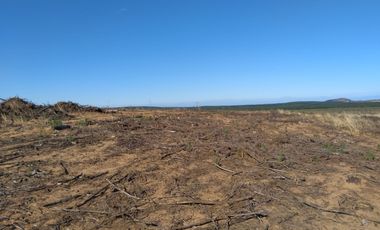 Parcela de 31 Hectàreas en Chimàvida, a 15 Kms de Cauquenes