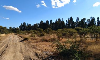 Parcela de 31 Hectàreas en Chimàvida, a 15 Kms de Cauquenes