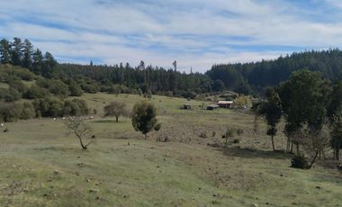 Parcela de Siete Hectáreas, Sector El Tránsito Los Copihues