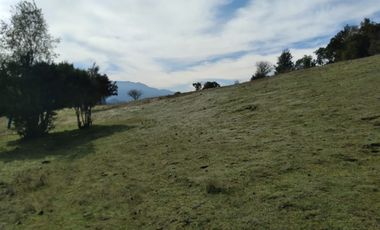 Parcela de Siete Hectáreas, Sector El Tránsito Los Copihues