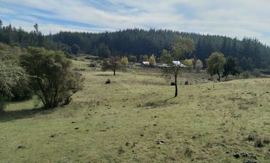 Parcela de Siete Hectáreas, Sector El Tránsito Los Copihues