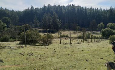 Parcela de Siete Hectáreas, Sector El Tránsito Los Copihues