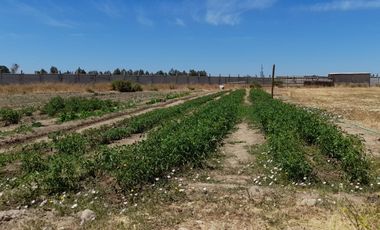 Casa en Parcela de 5.800.- Mts2 , sector Guadantun