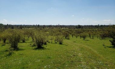 Parcela de 63 Hectàr, sector Bazaes a orilla carretera L-11