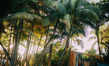 Zamas Tulum
