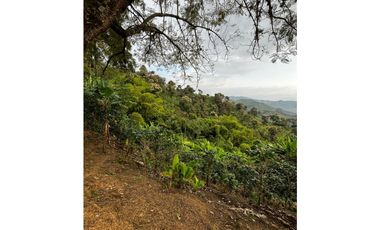 SE VENDE FINCA  ENTRE  LA VIRGINIA  Y SANTUARIO
