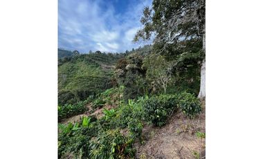 SE VENDE FINCA  ENTRE  LA VIRGINIA  Y SANTUARIO