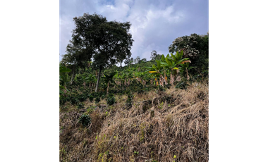 SE VENDE FINCA  ENTRE  LA VIRGINIA  Y SANTUARIO