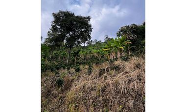 SE VENDE FINCA  ENTRE  LA VIRGINIA  Y SANTUARIO