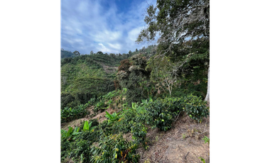 SE VENDE FINCA  ENTRE  LA VIRGINIA  Y SANTUARIO