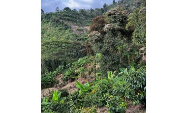 SE VENDE FINCA  ENTRE  LA VIRGINIA  Y SANTUARIO